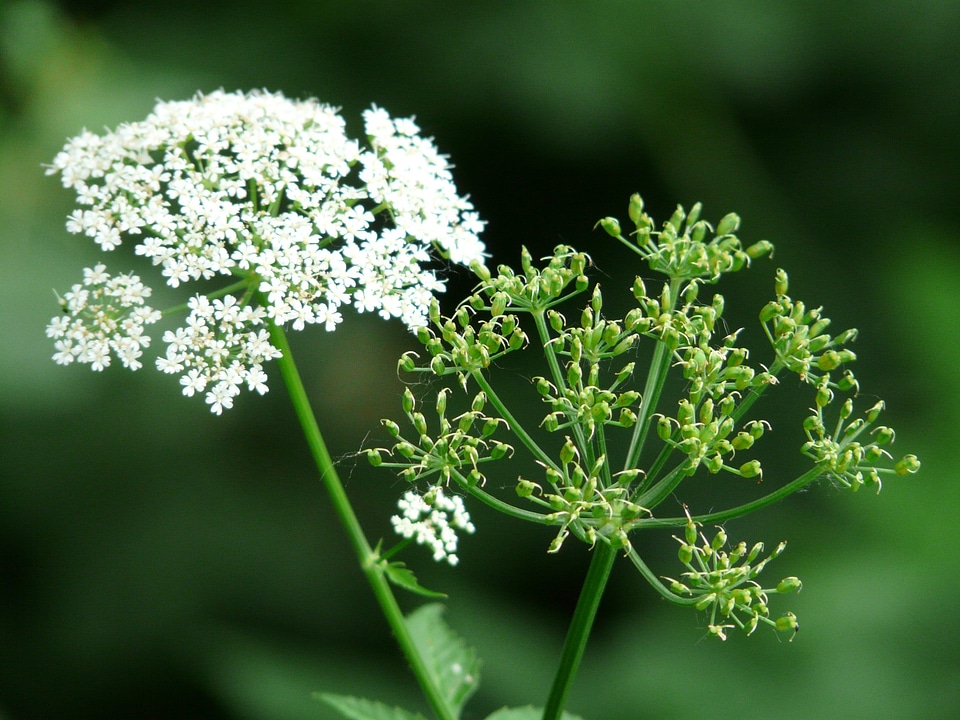 Wild vegetables medicinal plant gout
