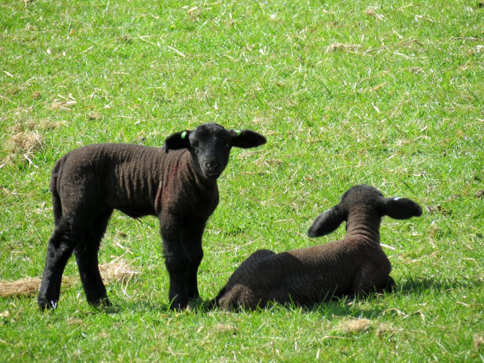Animal nature livestock