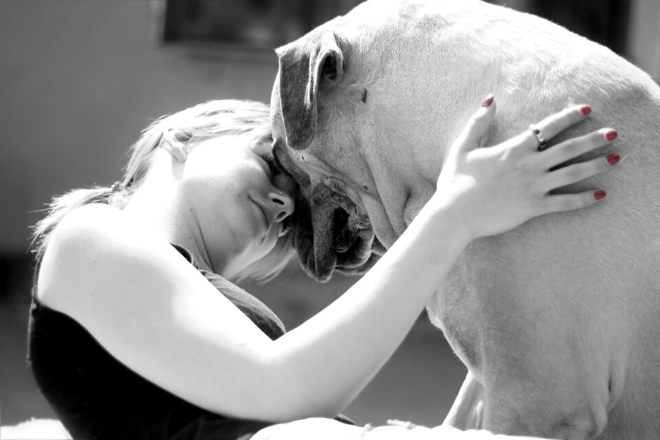 Dog beast french mastiff