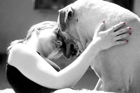 Dog beast french mastiff