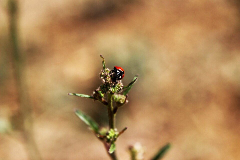 Insect outdoors ladybird
