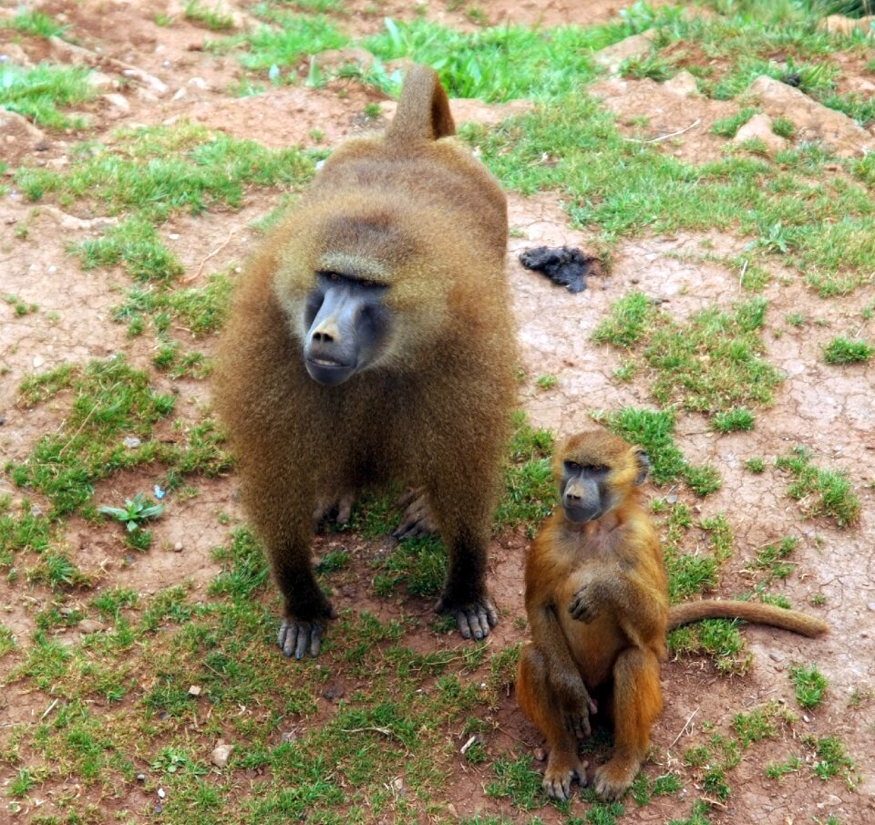Animal breeding africa