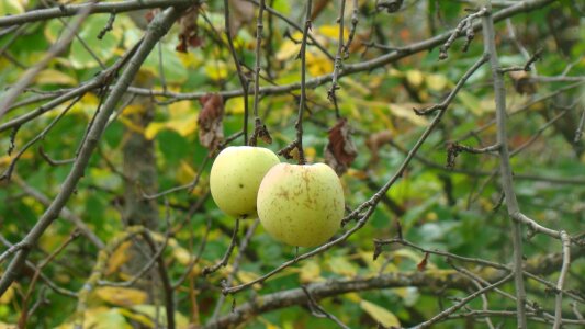 Apples fruit nature