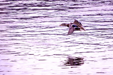 Animal bird lake photo