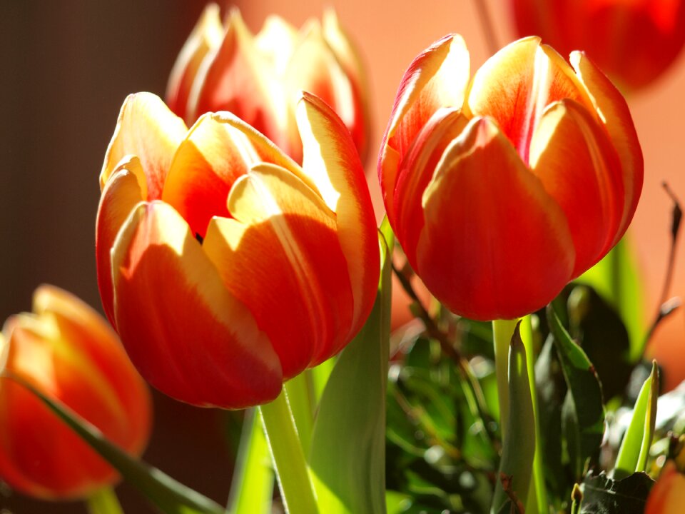 Flowers netherlands holland