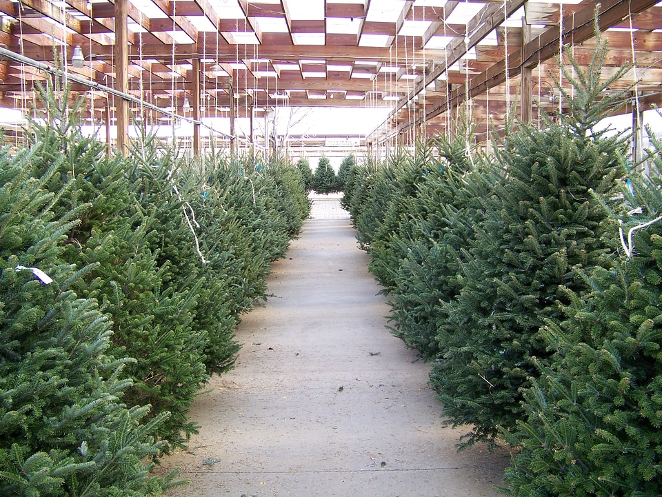 Lot evergreens winter