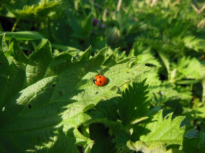 Rest wintering plants