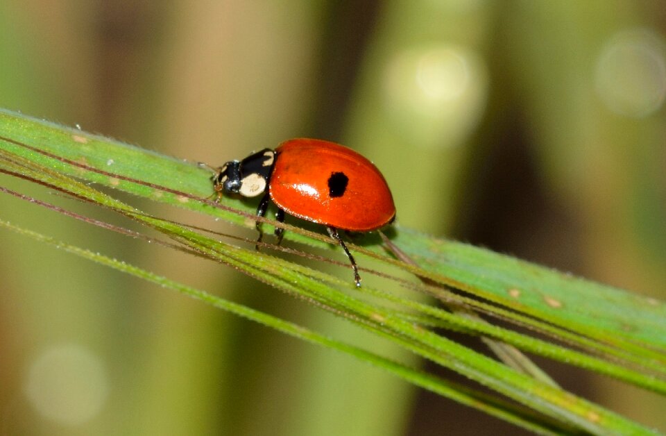 Beetles adalia neoxabea