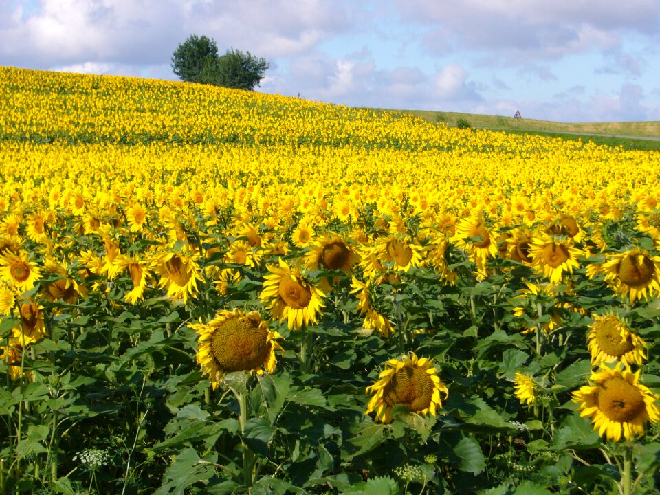 Sunny colorful blooming