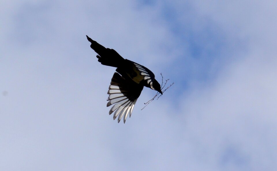 Bird raven bird blue sky