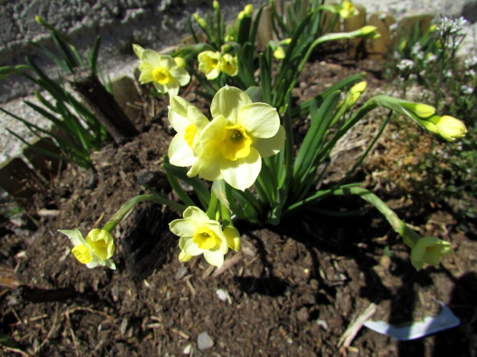 Yellow spring flowers earth close up
