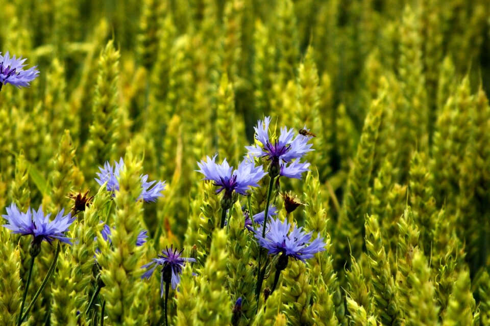 Cornflower cereals summer