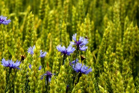 Cornflower cereals summer
