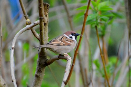 Nature animal wing photo