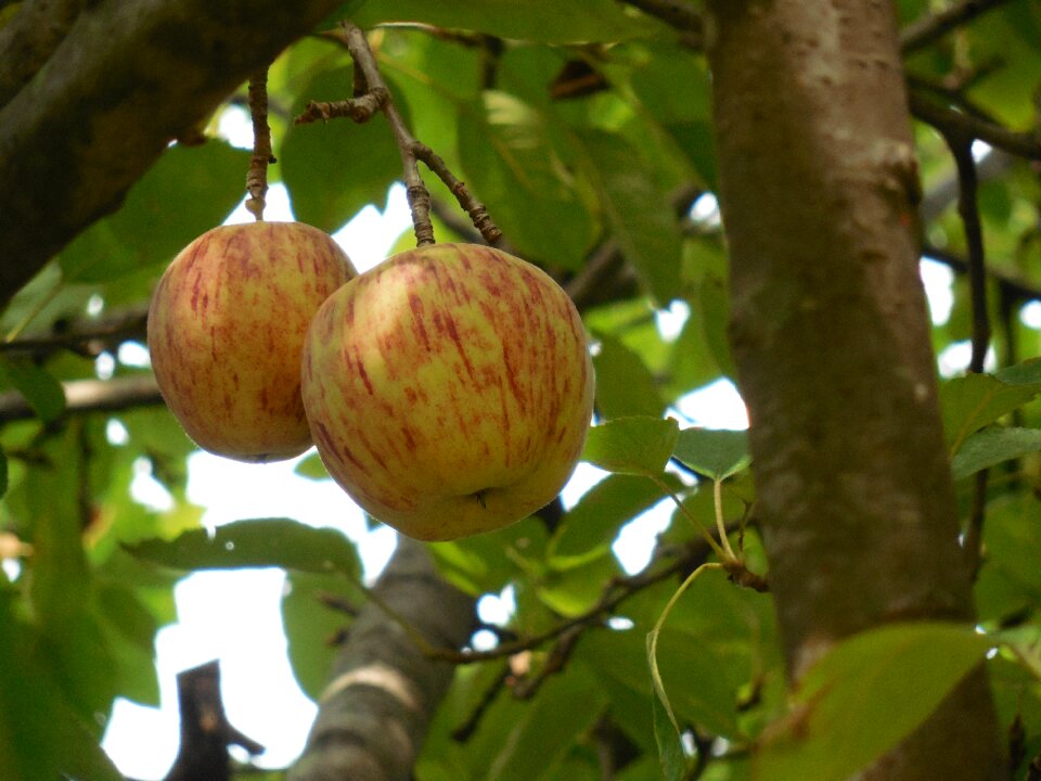 Fresh healthy organic