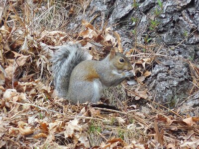 Nature forest wildlife