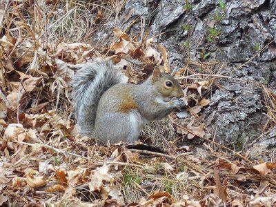 Nature forest wildlife photo