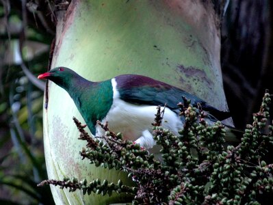 Bird dove animal photo