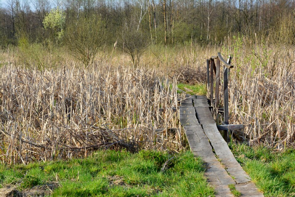 Bridge reeds nature