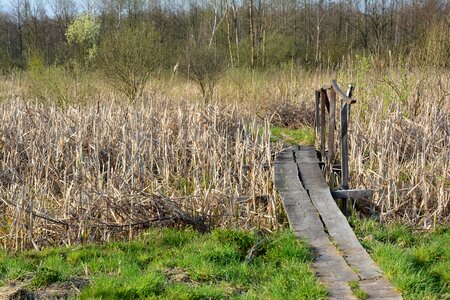 Bridge reeds nature