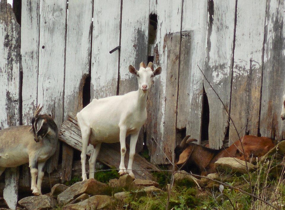 Farm livestock rural