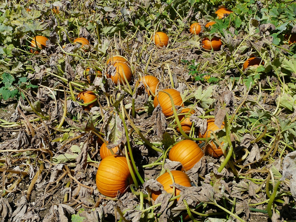 Pumpkin field arable field