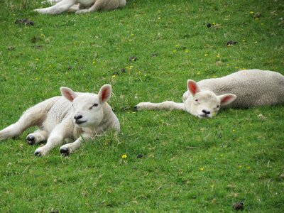 Animal nature livestock
