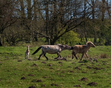 Foal bite animal