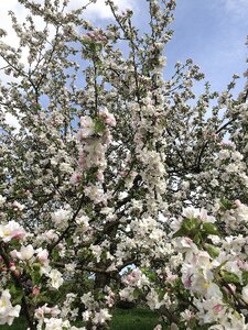 Close up nature apple tree