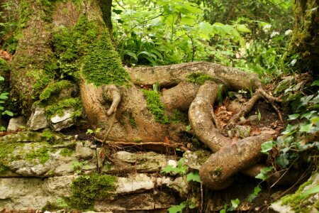 Roots tree foam