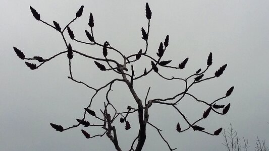 Tree cones nature photo