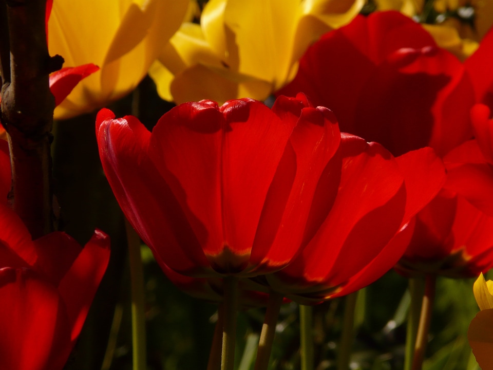 Backlighting beautiful tulpenbluete
