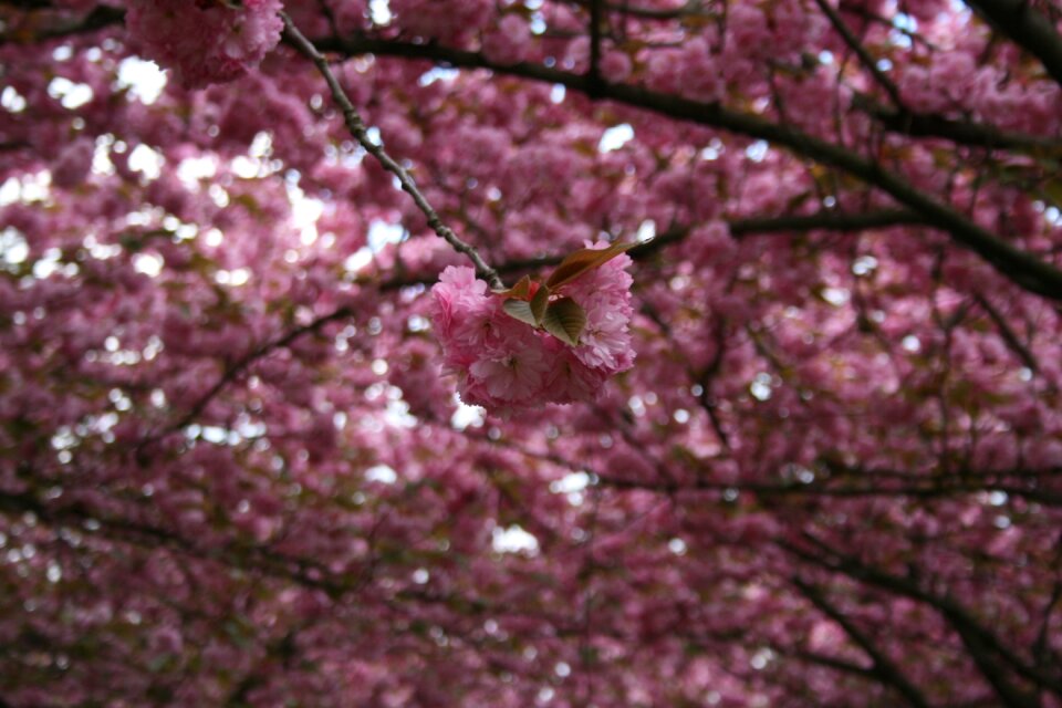 Japanese flowering cherry blossom bloom