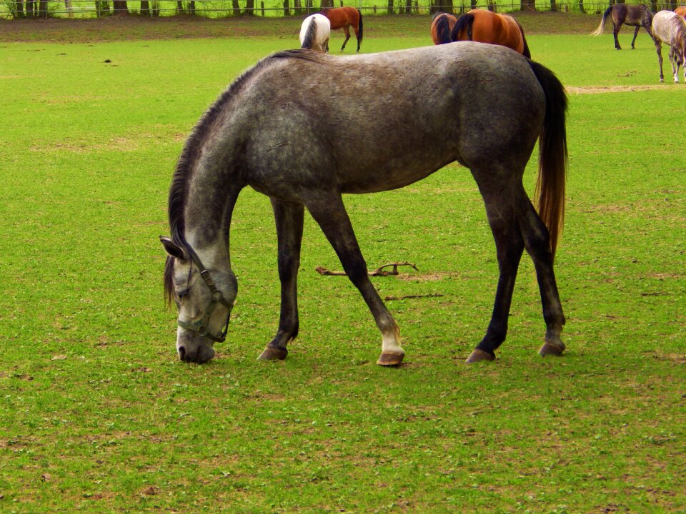 Horse arabian horse stocks