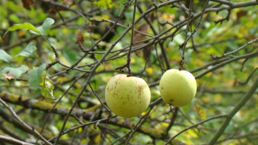 Apples fruit nature