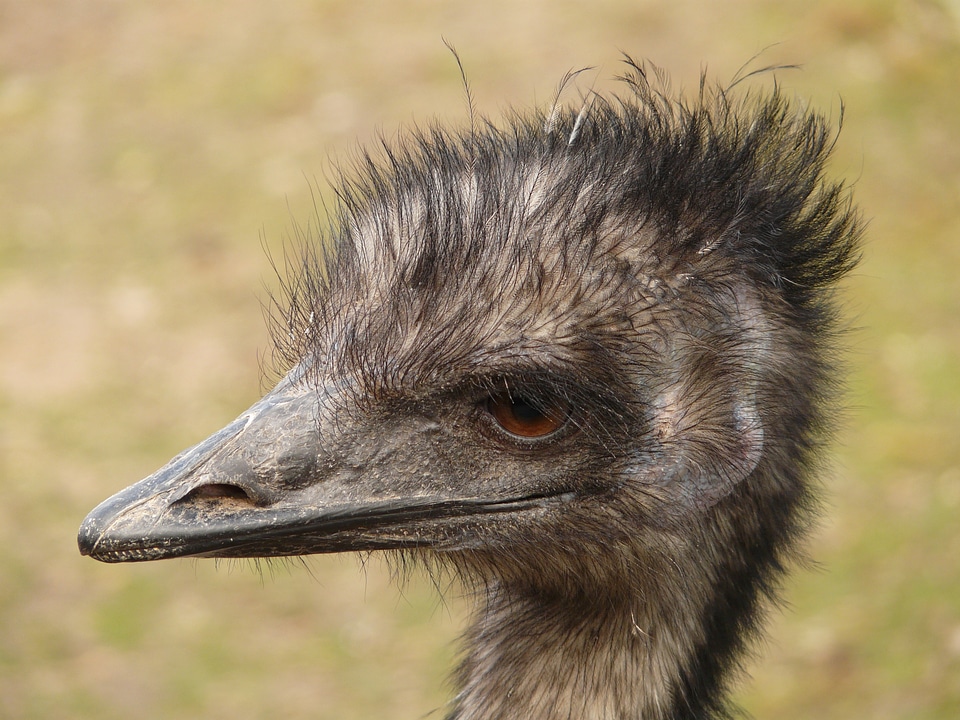 Bird animal dromaiidae