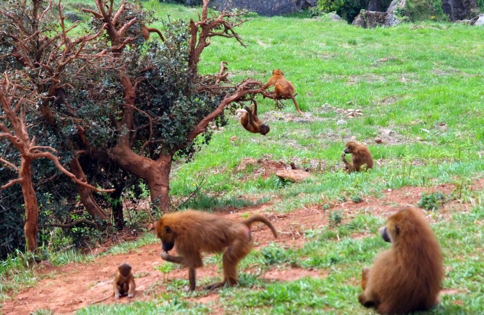 Africa nature animals