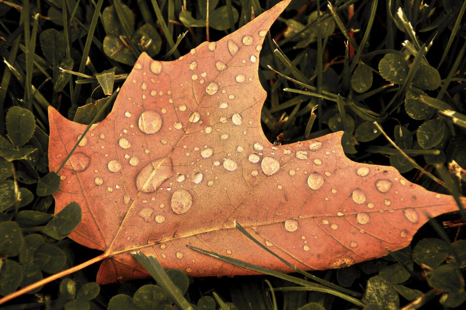 Maple brown seasonal