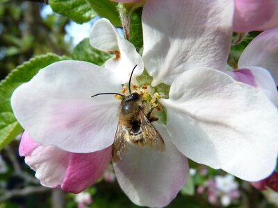 Apple flower insect photo