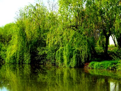 Reflection mirror nature