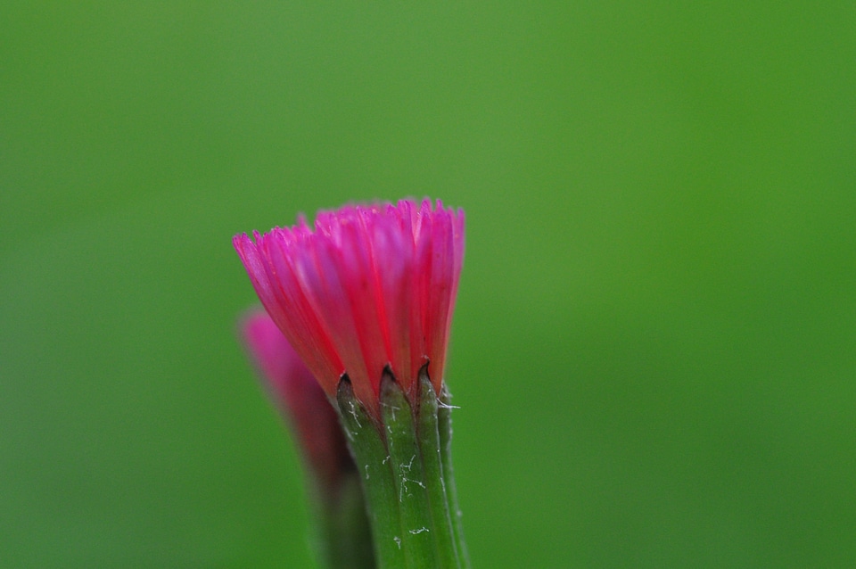Wild flower honduras santa lucia