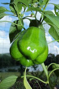 Food vegetable fresh