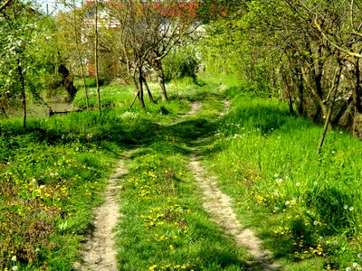 Vegetation green landscape
