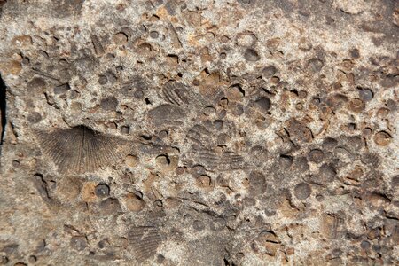 Texture natural pattern