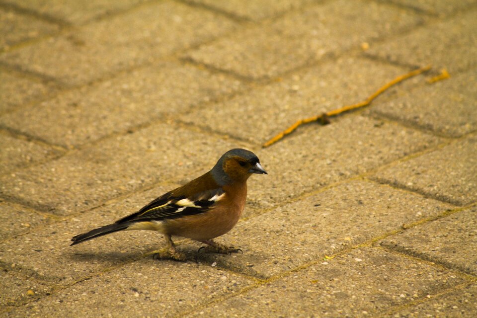 Bird songbird chaffinch