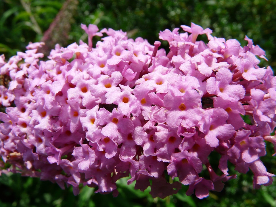 Plant colorful beautiful