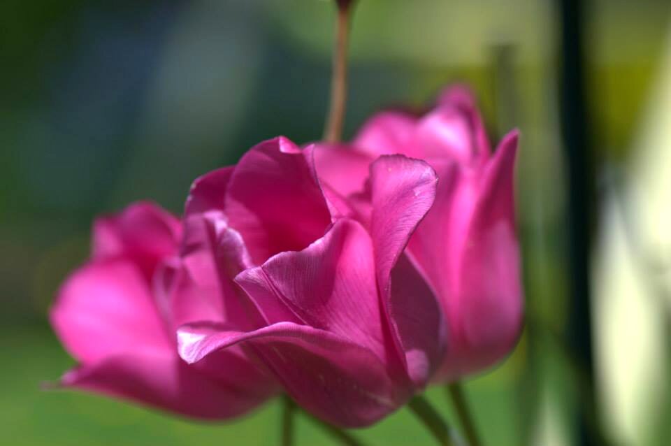 Pink spring flower