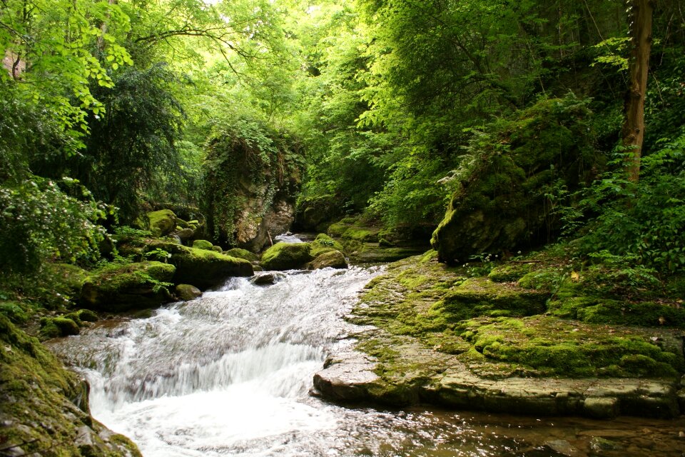 Forest water green