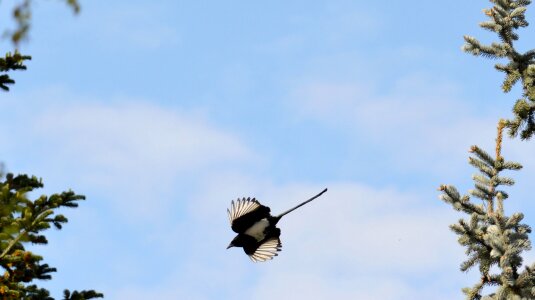 Bird raven bird blue sky