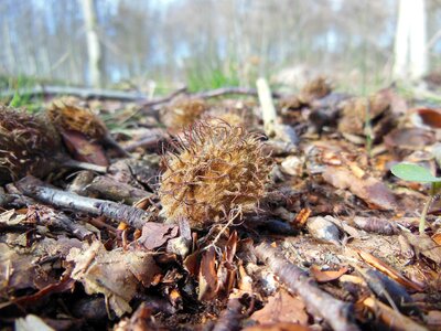 Forest floor spiny hairy
